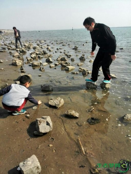 暖春时节,赶海拾贝(2014年4月20日,天津中心渔港)